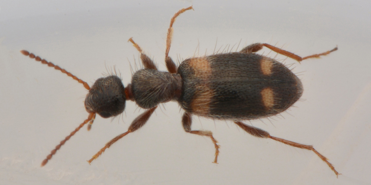 Anthicidae: Hirticomus quadriguttatus!